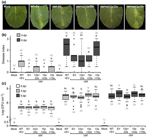 Two Ancestral Genes Shaped The Xanthomonas Campestris Tal Effector Gene