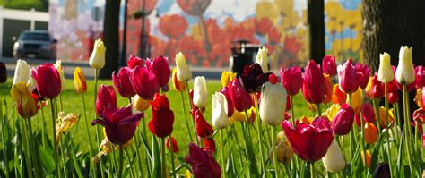 Tulip Festival – Vibrant Orange City, Iowa