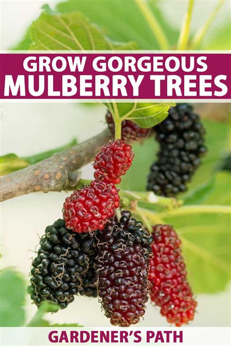 How To Grow Gorgeous Mulberry Trees Gardeners Path