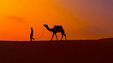 Cameleers Camel Drivers At Sunset Thar Desert On Sunset Jaisalmer