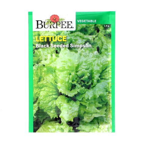 Burpee Black Seeded Simpson Lettuce Seeds Shop Seeds At H E B