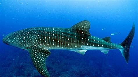 Tiburones En Las Islas Canarias Isla De Tenerife Vívela