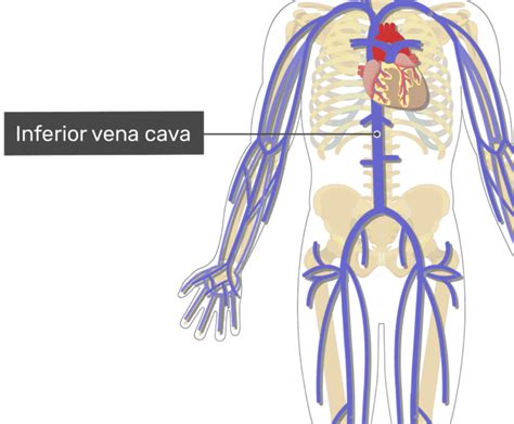 The Major Systemic Veins Getbodysmart