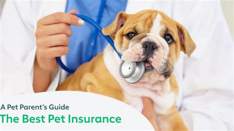 The Best Pet Insurance Companies: A Pet Parent's Guide