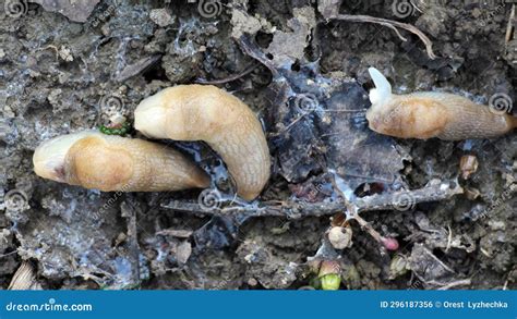 In The Vegetable Garden Harmful Slugs Were Destroyed With The Help Of