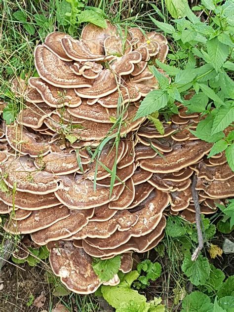 Download Meripilus Giganteus Giant Mushroom Mushroom Royalty Free