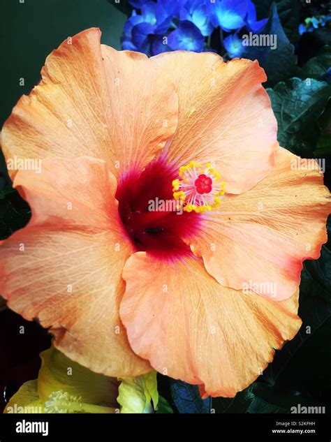 Peach Hibiscus Hi Res Stock Photography And Images Alamy