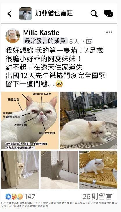 【情報】膽小愛貓走失 飼主淚不停 春節走失貓狗爹娘急尋 幸福寵物交流區 哈啦板 巴哈姆特