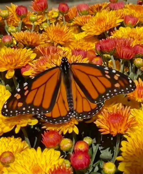 The Monarch Migration | The Growing Place