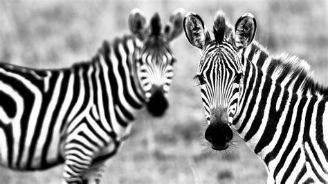 1920x1080 Black Stripes Zebra White Coolwallpapersme