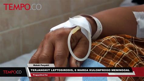 Terjangkit Leptosirosis 6 Warga Kulon Progo Meninggal Video Dailymotion