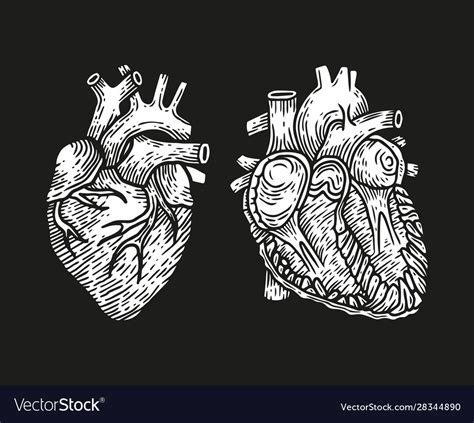 Medical And Human Heart Design Royalty Free Vector Image