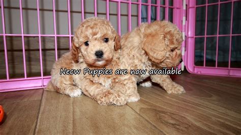 Cavapoo Poodle Bichonpoo Shih Tzu Pomeranian Puppies For Sale