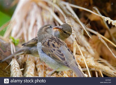 House Sparrow Nest High Resolution Stock Photography and Images - Alamy