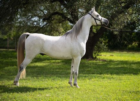 Caballos árabes De Pura Raza La Elegancia Equina Por Excelencia