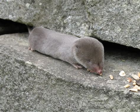 Northern Short Tailed Shrew Zoopedia Wiki Fandom