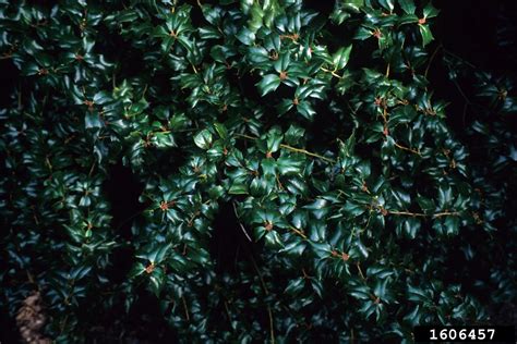 Holly Genus Ilex