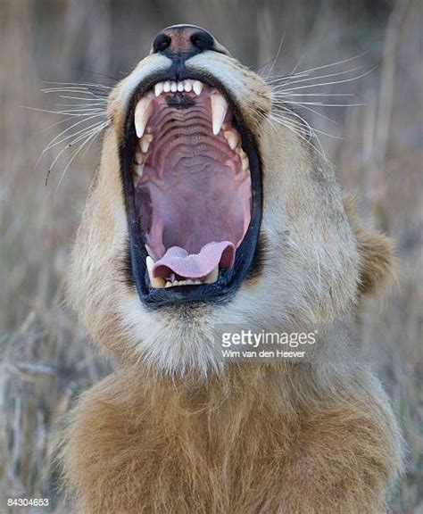 144 Lion Roaring Front View Stock Photos, High-Res Pictures, and Images - Getty Images