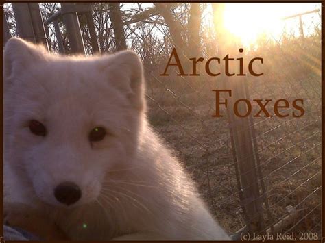 arctic foxes