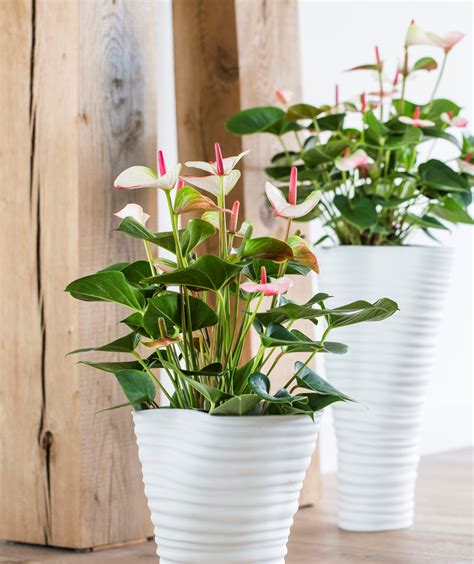 5 interesting facts about the anthurium pot plant and cut flower