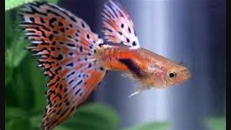 Poecilia Reticulata Tropical Aquarium Freshwater Aquarium Fish