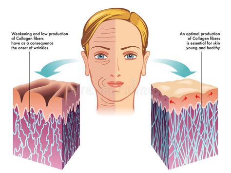 Collagen Stock Photo Image Of Protein Arteries Free