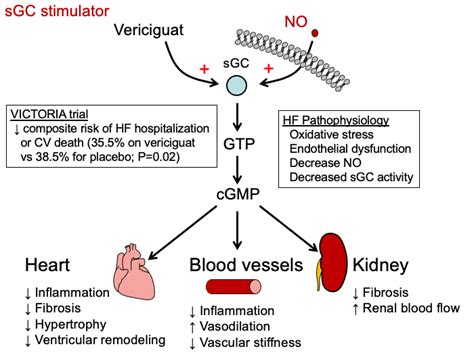 Vericiguat Tusom Pharmwiki