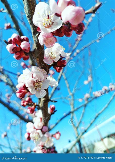peach tree blossom 10