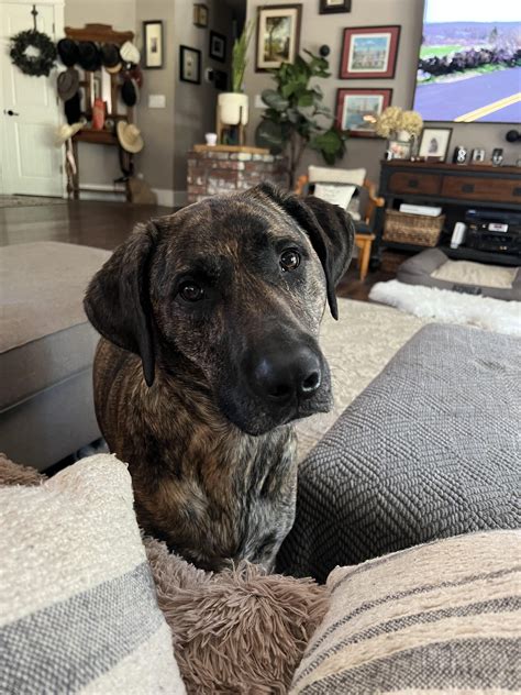 An explanation of how labrador retriever colors are determined by DNA 5