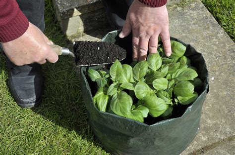 How To Plant And Grow Potatoes Van Meuwen