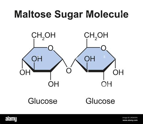 Chemical Structure Of Maltose