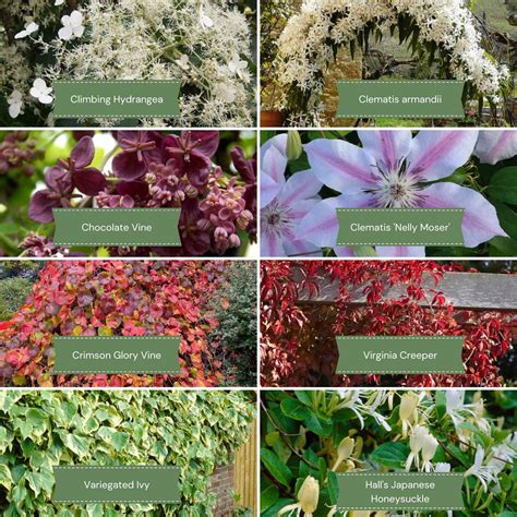 Creeping Plants For Shade The Best Climbers For Shade | Gardening