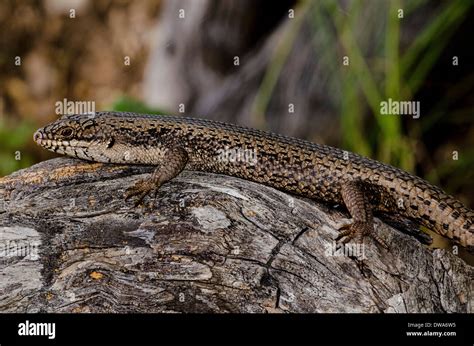Tree Skink Egernia striolata Stock Photo - Alamy