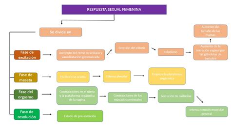 Fisiología básica de alejandra sandoval acto sexual femenino