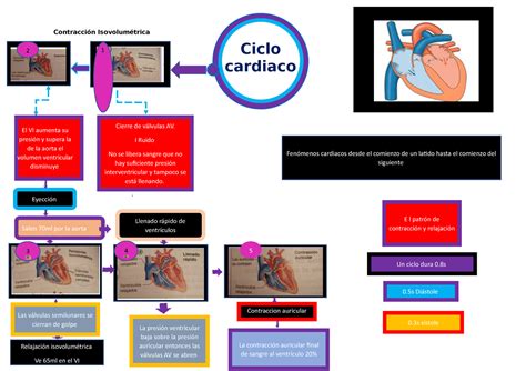 Mapa Mental Del Ciclo Cardiaco