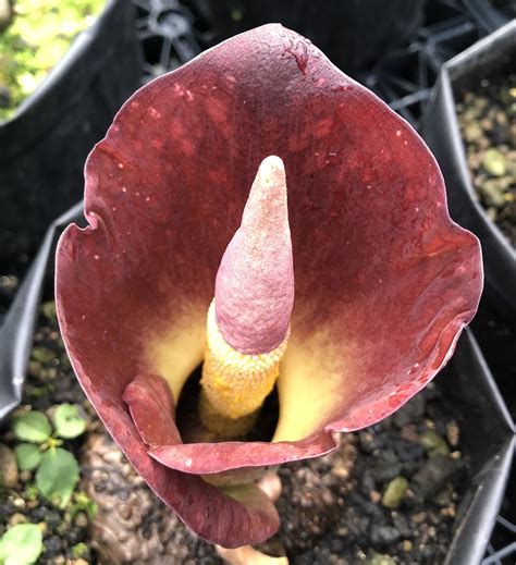 Amorphophallus Sp Cerlin Ng Flickr