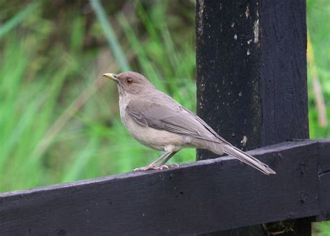 Turdus Grayi Mirla Parda Clay Coloured Thrush Jard N Flickr