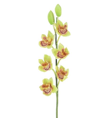 Details 48 Orquidea Cymbidium Verde Abzlocal Mx