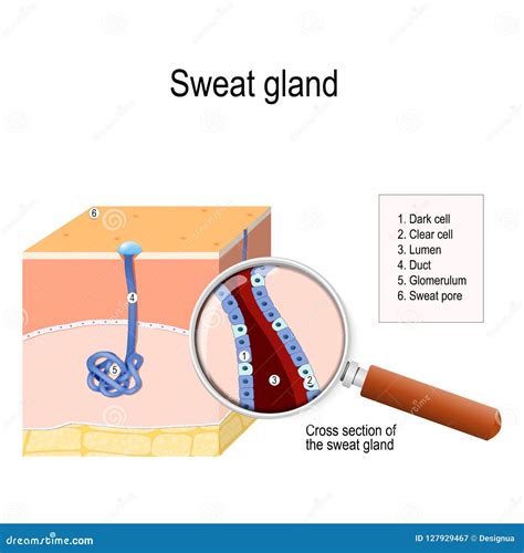 Sweat gland stock vector. Illustration of duct, cell - 127929467