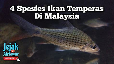 Spesies Ikan Temperas Di Malaysia Youtube