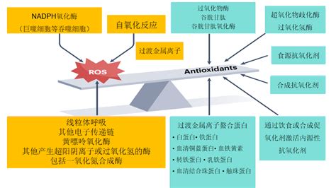 科学网抗氧化剂在健康与疾病中的作用机制自然综述 孙学军的博文