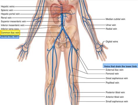 Common Iliac Vein