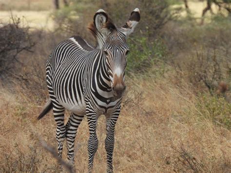 Tage Samburu National Reserve Safari Erlebnis Getyourguide