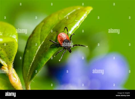 The Castor Bean Tick Ixodes Ricinus Stock Photo Alamy