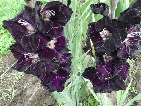 Черные гладиолусы фото — Картинки и Рисунки