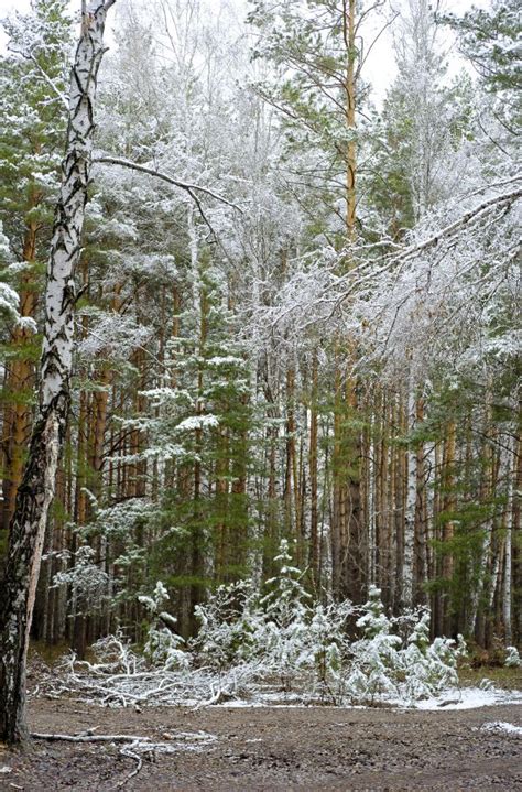 Free Images Habitat Tree Nature Winter Snow Natural Environment