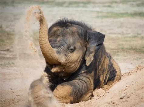 Baby Elephant Playing in Sant : r/babyanimals