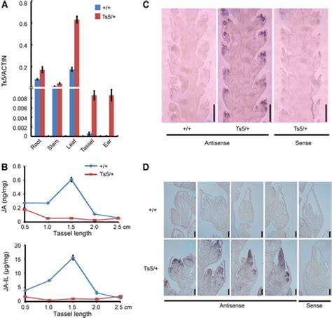 Tasselseed5 Encodes A Cytochrome C Oxidase That Functions In Sex