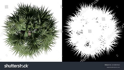 fan plan tree images stock  vectors shutterstock