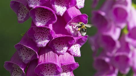 Best bee friendly plants: 12 beautiful ideas to try in your garden ...